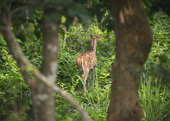 Image showing spotted or sika deer in the jungle