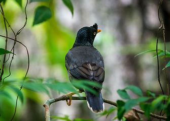 Image showing jungle myna bird wildlife photo