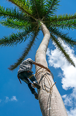 Image showing Adult male climbs coconut tree to get coco nuts