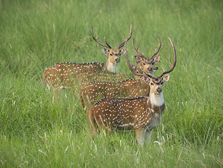 Image showing Sika or spotted deers herd in the elephant grass