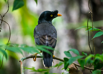 Image showing jungle myna bird wildlife photo