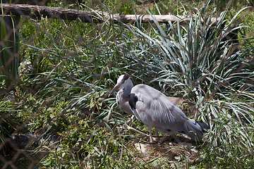 Image showing Heron in a cage