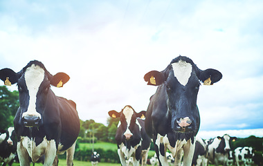 Image showing Nature, agriculture and cows on sustainable farm walking and eating grass on an agro field. Ranch, livestock and herd of cattle animals in dairy, eco friendly and farming environment in countryside.