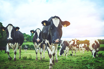 Image showing Sustainable, agriculture and herd of cows on farm walking and eating grass on an agro field. Ranch, livestock and cattle animals in outdoor dairy, eco friendly and farming environment in countryside.