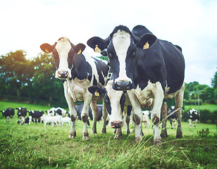 Image showing Sustainable, herd and cows on an agriculture farm walking and eating grass on an agro field. Ranch, livestock and group of cattle animals in dairy, eco friendly and farming environment in countryside