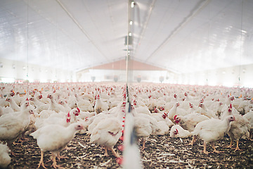 Image showing Factory, farm and chicken feed in barn or warehouse, agriculture and industrial meat farming or sustainability. Animals, birds and chickens indoor or poultry business, food industry and grain