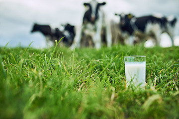 Image showing Field, closeup glass of milk and cows in the background of a farm. Farming or cattle, dairy or nutrition and agriculture landscape of green grass with livestock or animals in countryside outdoors