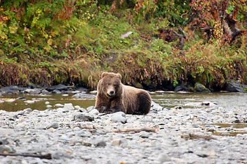 Image showing Grizzly Bear Resting