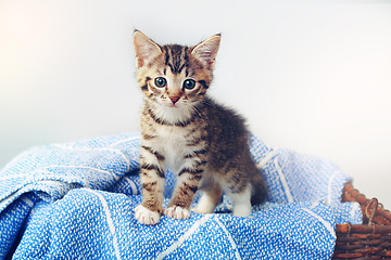 Image showing Pet, little kitten with blanket and in a basket in a white background at home after adoption, foster from shelter. Animal care, indoors and adorable or cute, young cat isolated on sheet with a bed