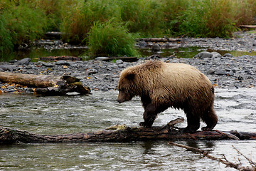 Image showing Casual Walk Of The Grizzly Bear