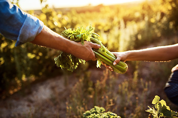 Image showing Vegetables, farmer harvest and hands on a farm and garden with sustainability and eco friendly produce. Green gardening, countryside and sustainable project of people working together in nature