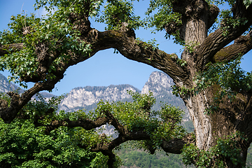 Image showing Tree at the Lake Kaltern, South Tyrol, Italy