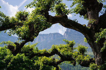 Image showing Tree at the Lake Kaltern, South Tyrol, Italy