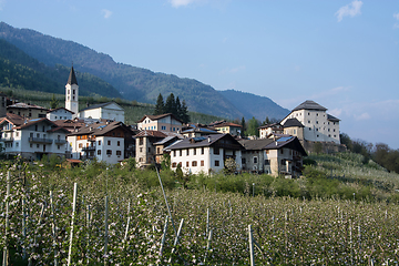 Image showing Apple Blossom at Caldes, Trentino, Italy