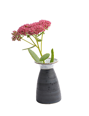 Image showing Orpine in vase on white background