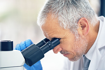 Image showing Senior man, microscope and scientist in science industry, vaccine or cure medicine at laboratory. Serious male person, medical or healthcare professional in scientific research or examination in lab