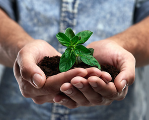 Image showing Sustainability, plant and future with hands of man for growth, soil and environment. Earth, hope and support with closeup of male person on studio background for recycling, success and eco friendly