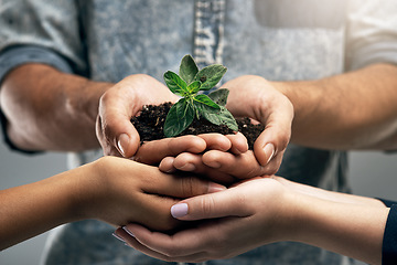 Image showing Sustainable, environment and hands with plant for nature as a team for eco hope and in collaboration together. Carbon footprint, sustainability and group of people with dirt, soil and leaves in palm