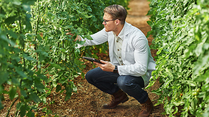 Image showing Expert, professional and tablet in a greenhouse for research and innovation in agriculture. Ecology, growth and scientist on a farm with technology for analysis and farming for plants in agro.