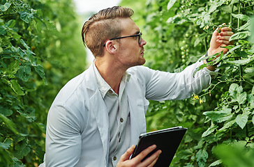 Image showing Environmental, scientist and tablet with research for agriculture in a greenhouse with plants. Expert, science and farming for analysis for sustainability and growth in agro for the environment.