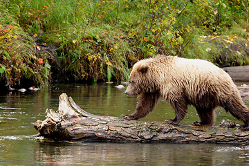 Image showing Lazy Walk On A Log