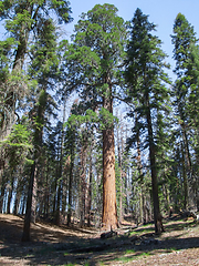 Image showing Sequoia National Park