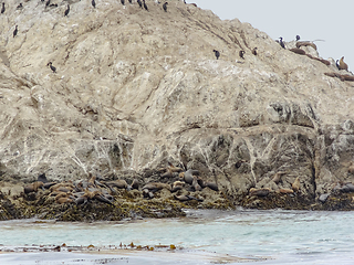 Image showing Bird Rock in California