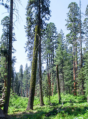 Image showing Sequoia National Park