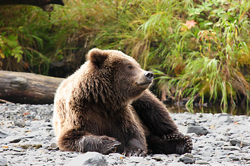 Image showing Relaxing Bear