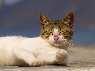 Image showing stray cat