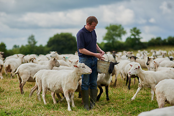 Image showing Farm, sheep and bucket with man in field for agriculture, sustainability and animal care. Labor, ecology and summer with male farmer in countryside meadow for cattle, livestock and lamb pasture