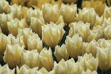 Image showing beautiful yellow tulips