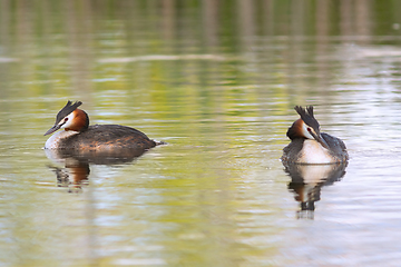 Image showing couple of wild water birds