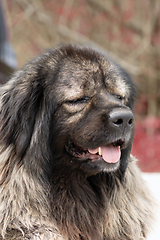 Image showing portrait of huge caucasian guard shepherd