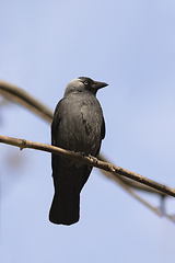 Image showing Western jackdaw perched on a branch