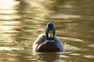 Image showing wild duck in the sunset light