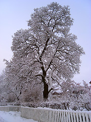 Image showing Snow on tree