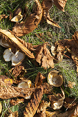 Image showing beautiful natural chestnut foliage