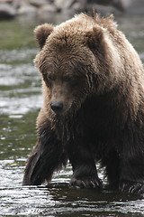 Image showing Tired Bear