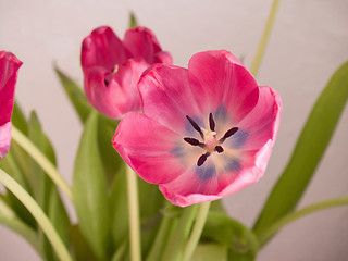 Image showing Pink flower showing growth