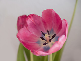 Image showing Pretty pink flowers - showing Growth