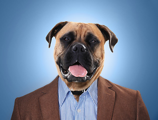 Image showing Dog, head and in business suit or worker on surrealism or management and on blue background. Abstract, finance and employee or animal face executive or professional boss and corporate pet mastiff