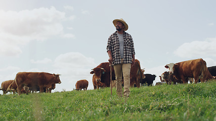 Image showing Agriculture, cow and black man thinking on farm, walking with stick and farming mockup. Land, cattle and African male farmer with livestock eating on grass field for milk, beef and meat production.