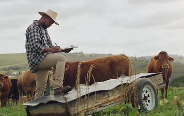 Image showing Farm inspection, cattle and a black man with notes on farming, agriculture growth and progress. Planning, field and an African farmer writing a report on cows for sustainable business and inventory