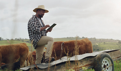 Image showing Cattle planning, farm and a black man with a tablet for farming, agriculture research and sustainability. Smile, African farmer and typing on tech for sustainable business and animal development