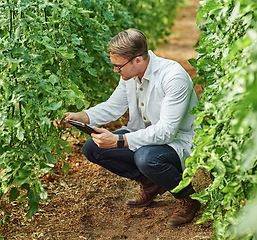 Image showing Plants, man and scientist with tablet for analysis in the environment for sustainability and farming. Professional, ecology and research for agriculture with technology in a greenhouse for growth.