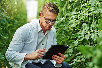 Image showing Scientist, plants and tablet for research on a farm or ecology for working in agro and agriculture. Science, expert and growth for farming in a greenhouse for analysis of the environment or nature.