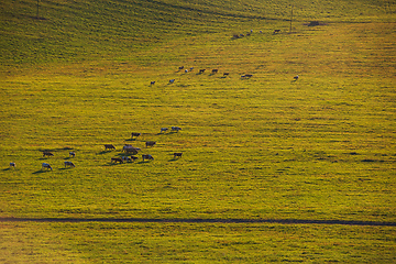 Image showing Cows in a sunny summer evening