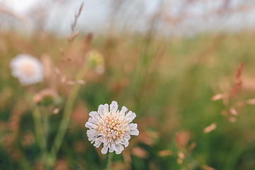 Image showing plants ad flowers in summer field