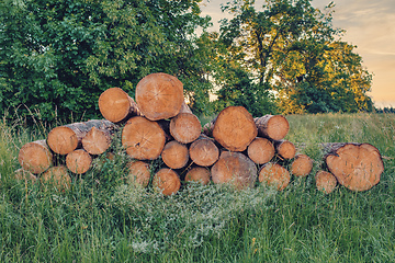 Image showing wood in pile outdoor